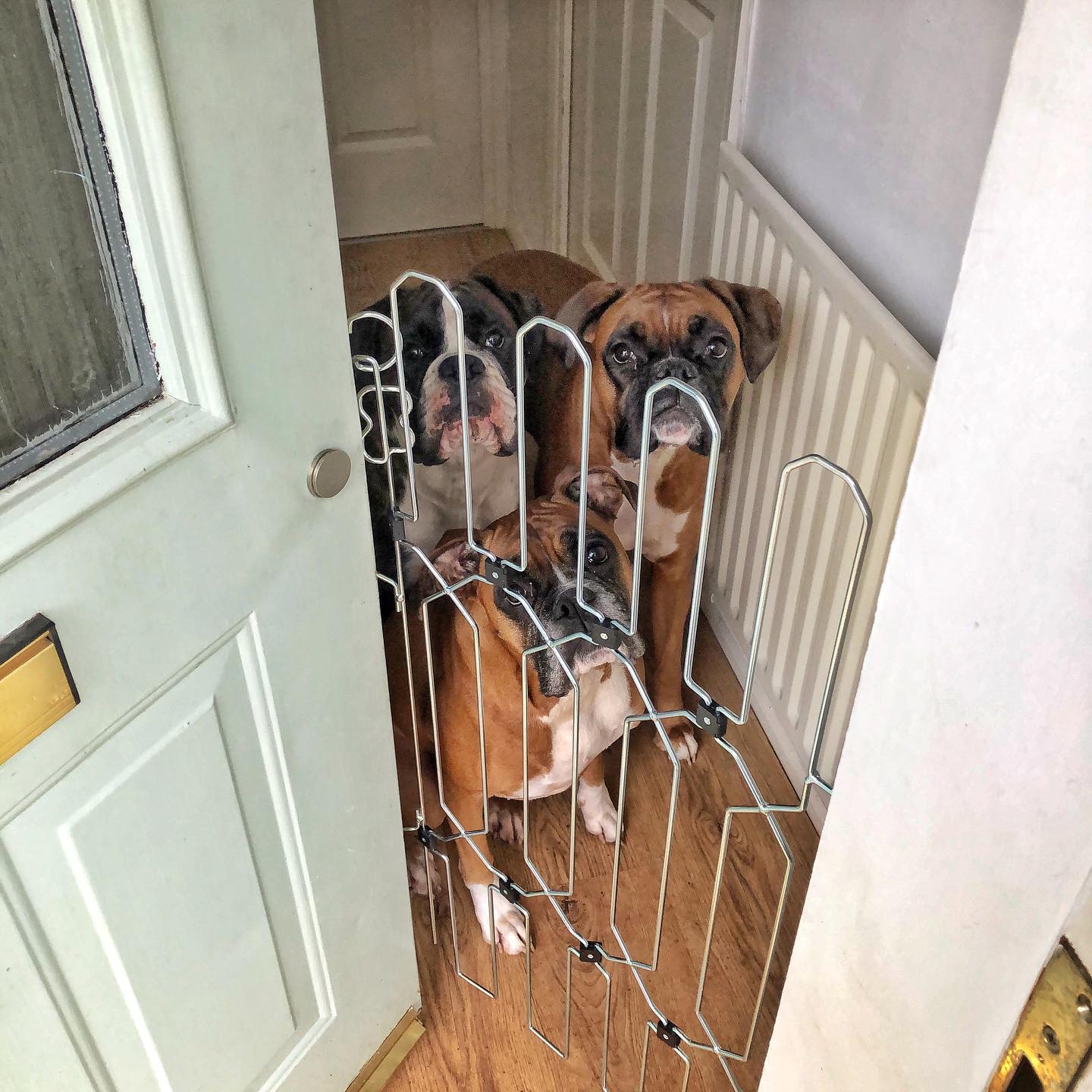 DoorGuard™ Doorway Pet Gate